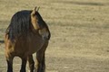 Black Hills Wild Horse Sanctuary / Institute of Range and American Mustang image 10
