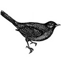 Blackbird Attic Boutique logo