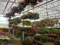 Blackburn Nursery, Inc. image 3