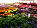 Blackburn Nursery, Inc. image 8