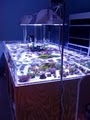 Blue Reef Aquatics Tropical Fish image 2