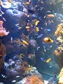 Blue Reef Aquatics Tropical Fish image 3