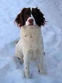 Boberosa Gun Dogs image 5