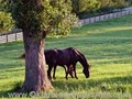 Bridlewood Equestrian image 4