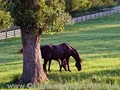 Bridlewood Equestrian image 5