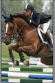 Bridlewood Equestrian image 6