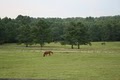 Buckhorn Farm Equestrian Center image 4