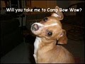 Camp Bow Wow Nashville Dog Daycare & Boarding image 2