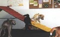 Canine Academy & Playschool image 2