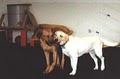 Canine Academy & Playschool image 5