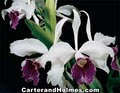 Carter and Holmes Orchids image 1