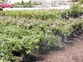 Central Sod Corporation Nursery & Landscaping image 3