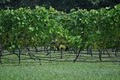 Charleville Vineyard & Winery image 1