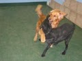 Club Meadow Doggie Daycare and Training image 3