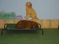 Club Meadow Doggie Daycare and Training image 8