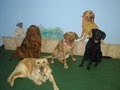 Club Meadow Doggie Daycare and Training image 1