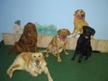 Club Meadow Doggie Daycare and Training logo