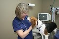 Columbia River Veterinary Specialists image 2