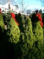 Country Gentleman Christmas Trees | FIREWOOD image 3