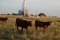 Coyote Creek Organic Feed Mill image 3