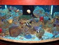 Crystal Clear Aquariums, LLC logo