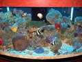 Crystal Clear Aquariums, LLC image 1