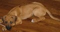 DOGGIE SOLUTIONS image 1