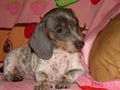 Dachshunds Unlimited image 7