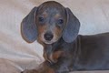 Dachshunds Unlimited image 8