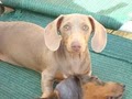 Dachshunds Unlimited image 1
