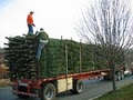 Dave's Maine Trees and Wreath (new location for 2009) image 2
