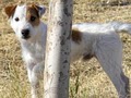 Desert Rose Jack Russells image 2