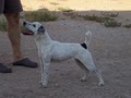 Desert Rose Jack Russells image 4