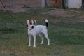 Desert Rose Jack Russells image 5