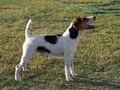 Desert Rose Jack Russells image 8