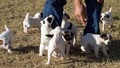 Desert Rose Jack Russells image 10