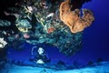 Divers at Sea image 6