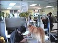 Dog & Cat Grooming image 1