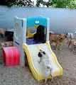 Dog-Ma Daycare and Boarding for Dogs image 3
