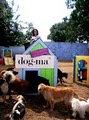Dog-Ma Daycare and Boarding for Dogs image 5