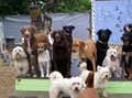 Dog-Ma Daycare and Boarding for Dogs image 6