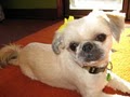 Dog Mania - Dog Daycare, Groomers, Pet Grooming Seattle image 1