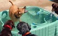 Dogtopia of Nashville, TN - Dog Daycare and Dog Kennel image 2