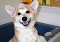 Dogtopia of Nashville, TN - Dog Daycare and Dog Kennel image 3