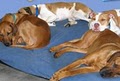 Dogtopia of Nashville, TN - Dog Daycare and Dog Kennel image 4