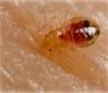 EcoChoice Bed Bug Control image 4