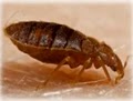 EcoChoice Bed Bug Control image 5