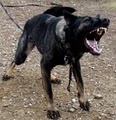 Elite K9 Training image 7