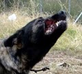 Elite K9 Training image 8