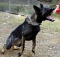 Elite K9 Training image 9